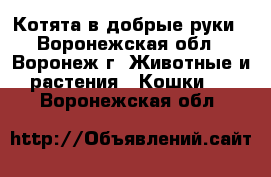 Котята в добрые руки - Воронежская обл., Воронеж г. Животные и растения » Кошки   . Воронежская обл.